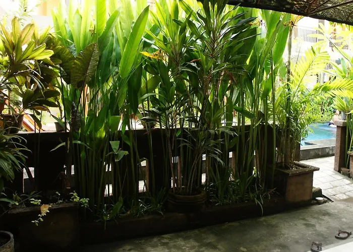 Waringin 3*